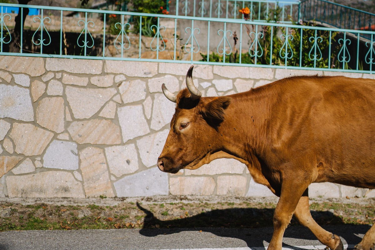 Cows Cut Water Supply in San Román de Sanabria, Zamora