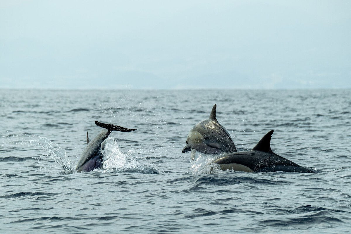 Why Whales Can't Return to Land: The Irreversible Evolution
