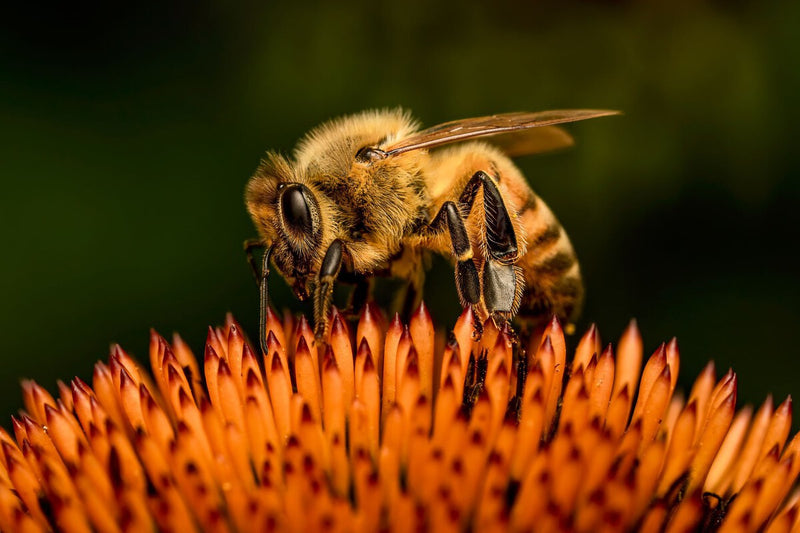 European Bees Lost a Third of Their Range in a Century