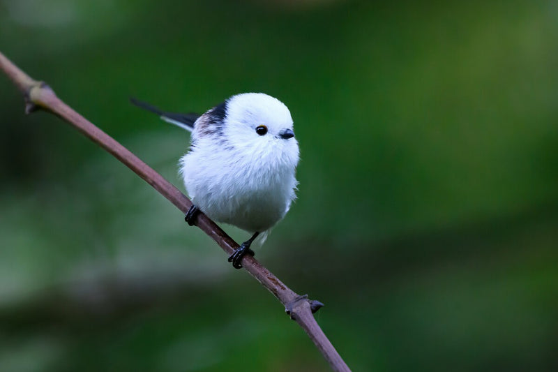 Shima Enaga: The Japanese Snow Fairy Bird With a Secret Social Life