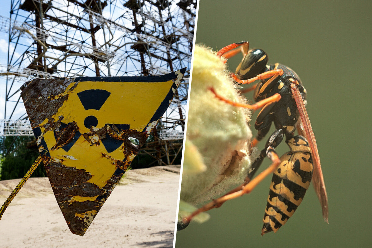 Radioactive Wasps Found at Savannah River Site: What It Means