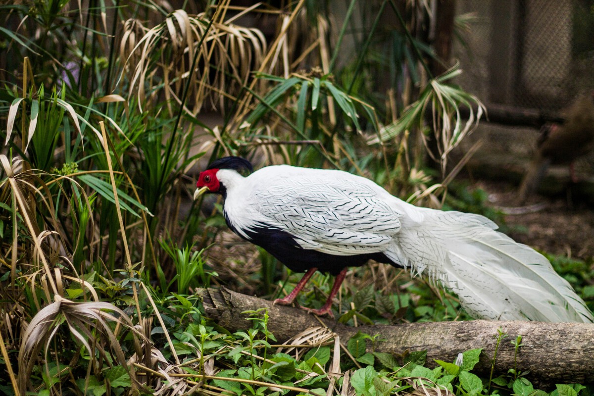 Invasive Pheasants Now Dominate Argentina's Victoria Island Forests