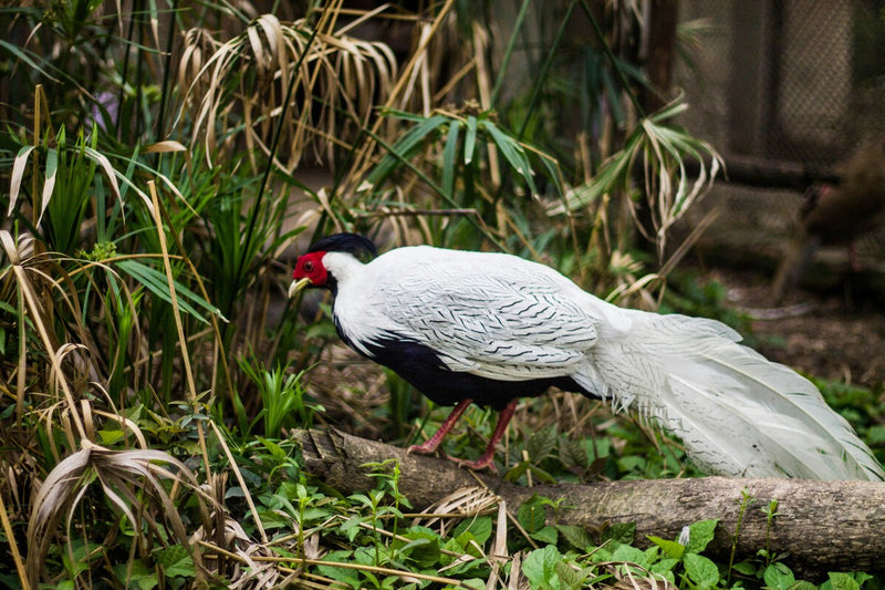 Invasive Pheasants Now Dominate Argentina's Victoria Island Forests