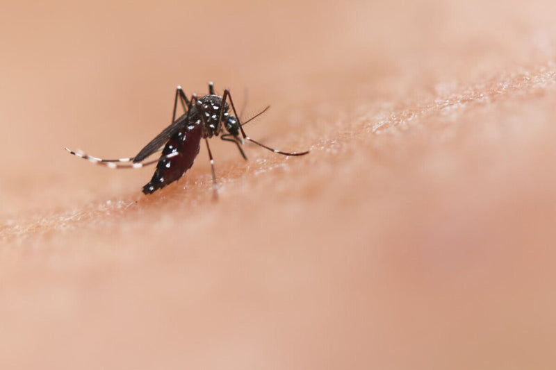 Beurer BR 90: The Heat Gadget That Relieves Mosquito Bites
