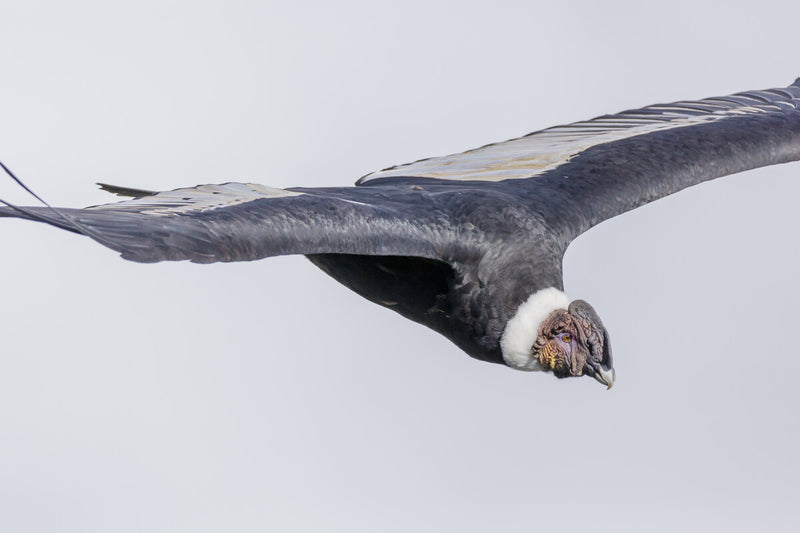 California Condor Recovery: Why Saving Species Isn't Enough