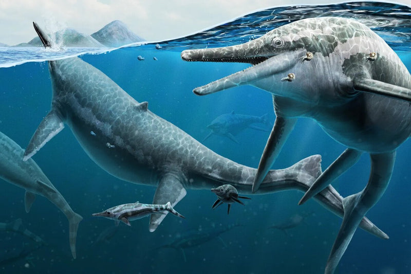 Ichthyosaurus Anningae Fossil Discovered in Spain by Accident