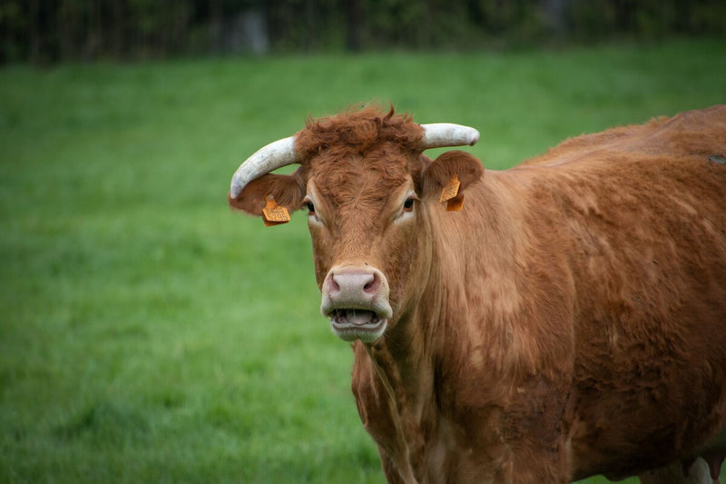 First Human Death from Shamonda Virus Confirmed in France