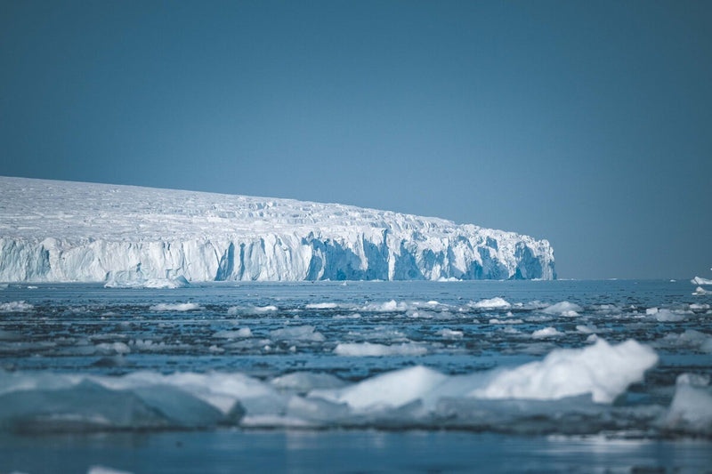 Antarctic Icefish City: 60 Million Nests Beneath the Ice
