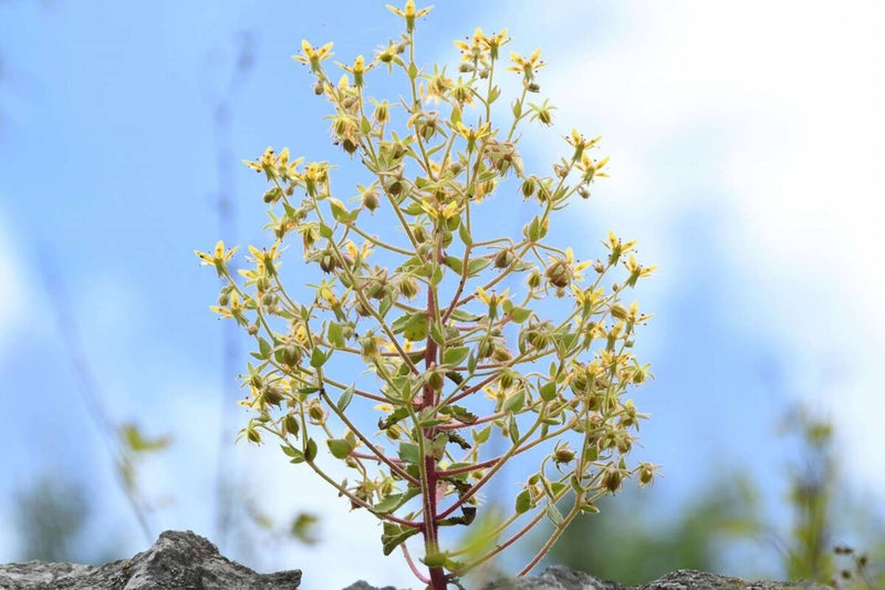 Darwin Was Right: Science Confirms a New Carnivorous Plant