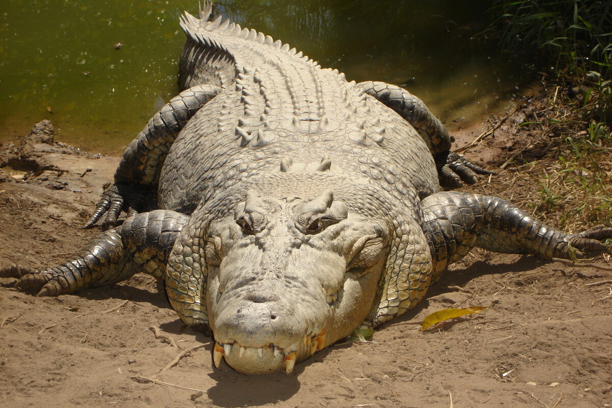 Olympic Rowing 2032 on Crocodile-Infested Fitzroy River Explained
