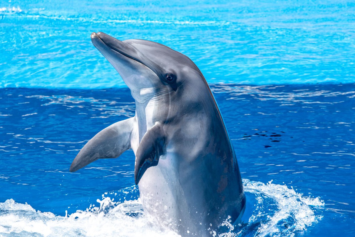 Dolphin Forces Prey to Vomit: A New Form of Cleptoparasitism