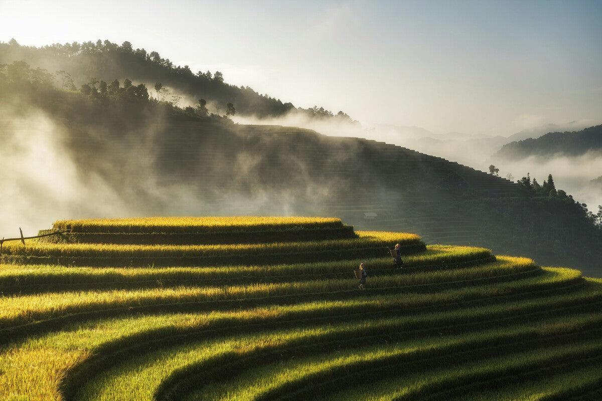 El Niño's Impact on Spain: How Rice Prices Reveal Hidden Connections