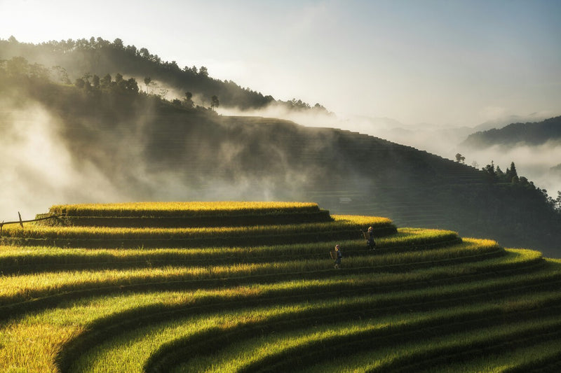 El Niño's Impact on Spain: How Rice Prices Reveal Hidden Connections