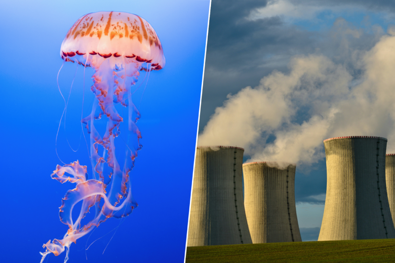 Jellyfish Invasion Forces French Nuclear Plant Shutdown