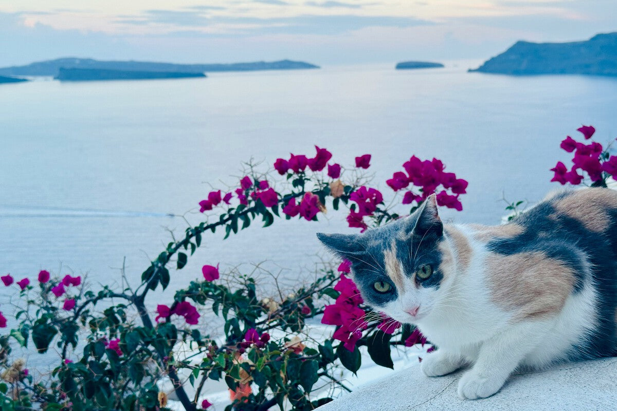 Free Greek Island Stay: Volunteer to Care for 3,000 Cats