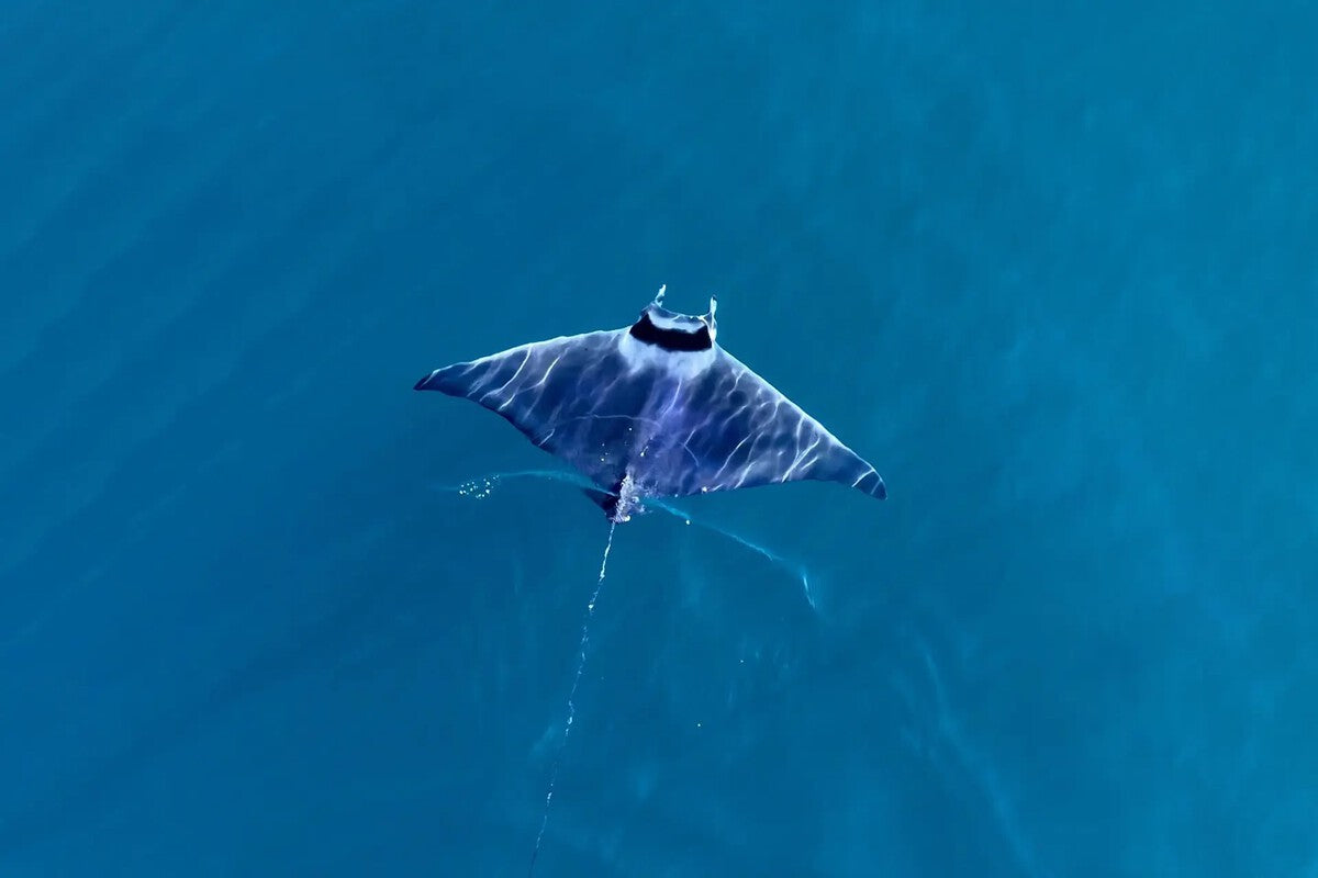 Granada Divers Now See Giant Manta Rays Their Fathers Never