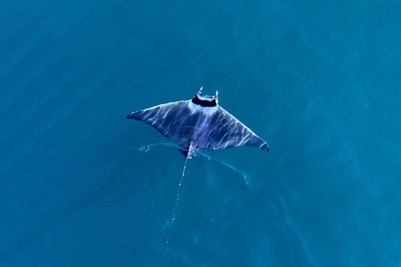 Granada Divers Now See Giant Manta Rays Their Fathers Never
