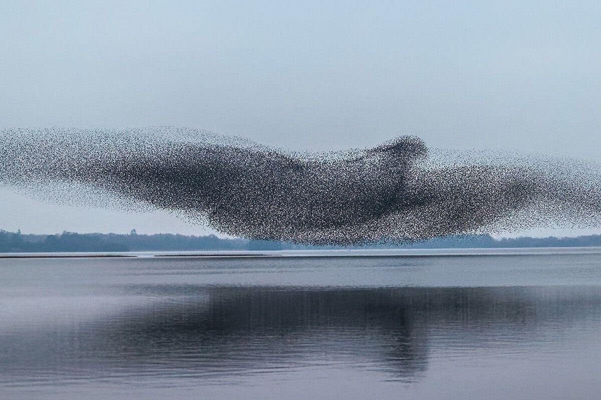 How 100 Starlings Released in Central Park Took Over America