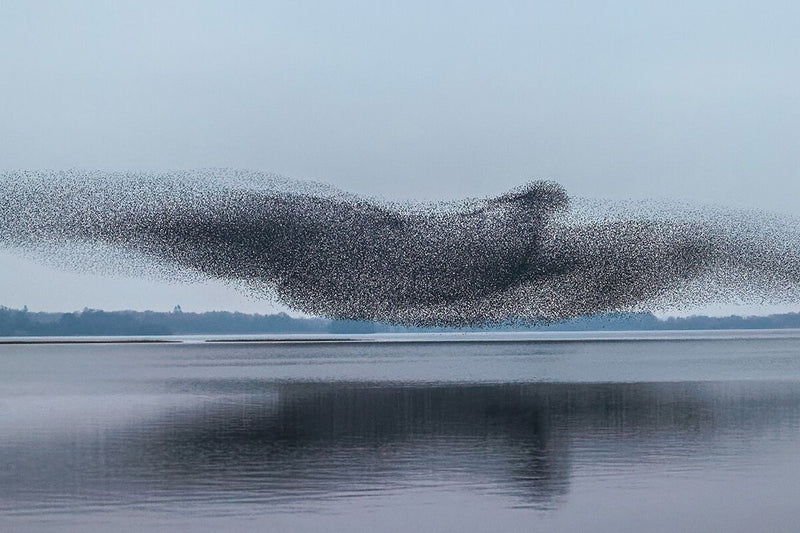 How 100 Starlings Released in Central Park Took Over America