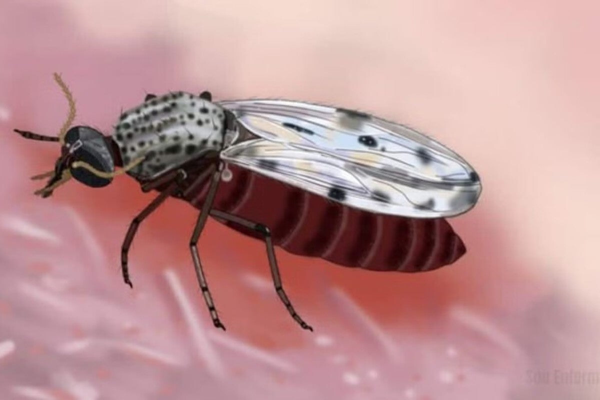 Culicoides Midge: The 2mm Insect Spreading Shamonda Virus