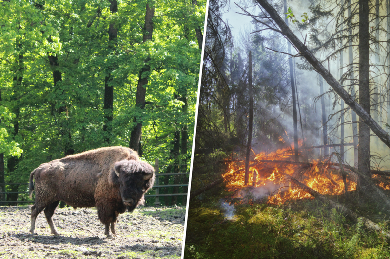 Madrid's Largest Wildfire Burned 28,000 Hectares but Left Seven Bison Alive