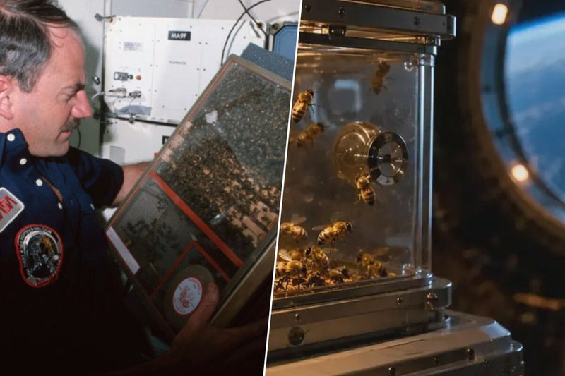 NASA Sent 3,301 Bees to Space in 1984: They Built 200 cm² of Honeycomb