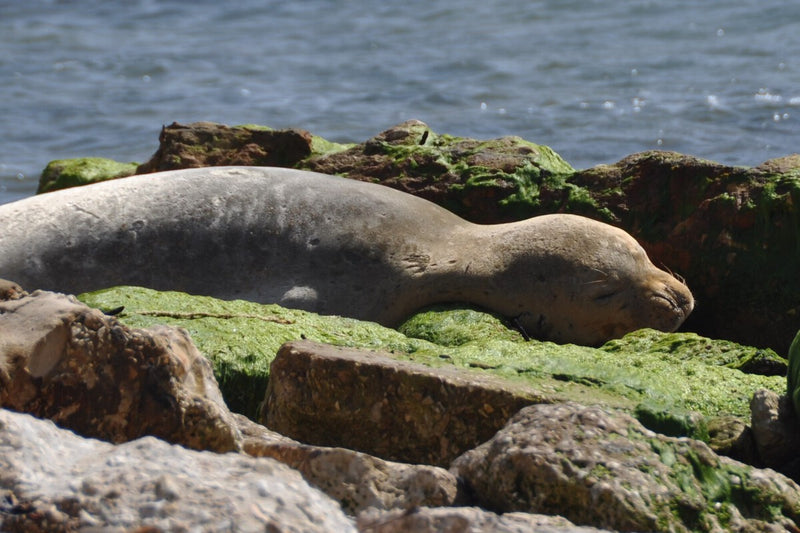 Monk Seal Reintroduction in Catalonia Sparks Fishing Industry Fears