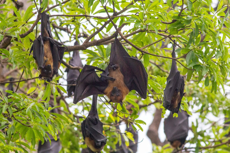 Bat Origins Revealed: New Study Uncovers Their True Ancestry