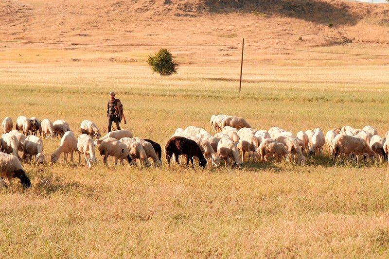 Heat Wave Forces La Rioja Farmers to Start Work at 5 AM