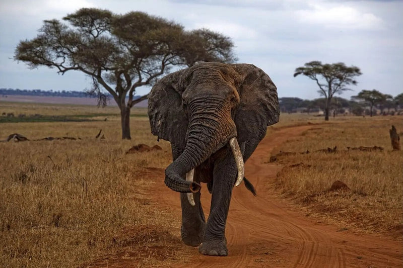 GPS-Tracked Elephant Maps 12,000 km Migration Route Across Africa