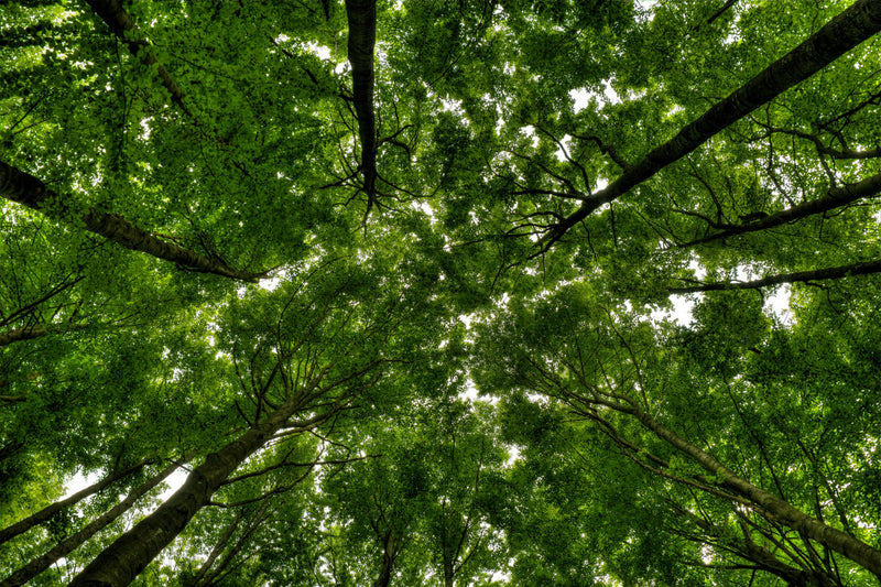 Trees Sense When They're Not Upright and Use a 'Muscle' to Straighten