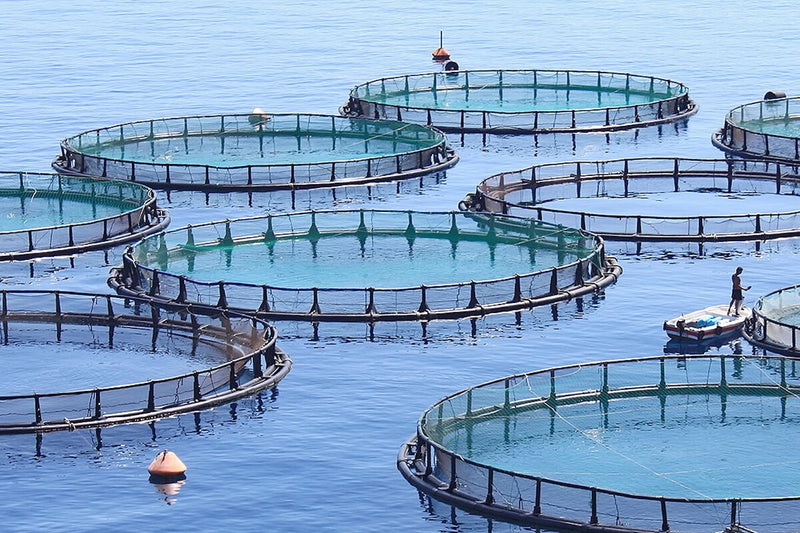 Canary Islands Pay the Hidden Cost of Fishmeal Aquaculture