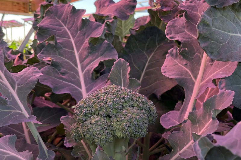 Sweden Tests Pink Solar Panels Over Broccoli to Save Farmland