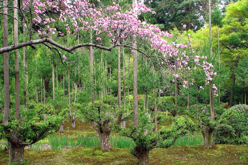Daisugi: The Japanese Art of Growing Lumber Without Cutting Trees