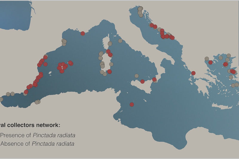 Invasive Tropical Oyster Pinctada radiata Colonizes Spain's Coast