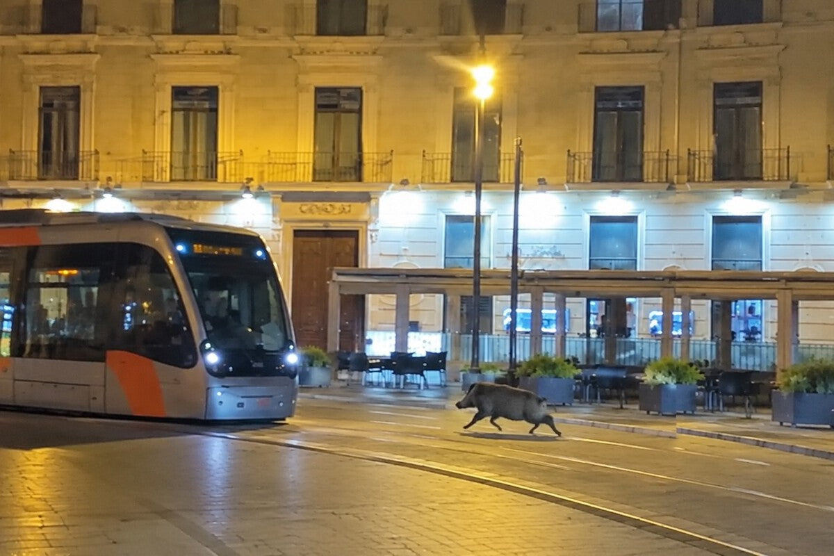 Wild Boar Crashes Zaragoza Pilares Festival Bar Crawl – Grand Goldman