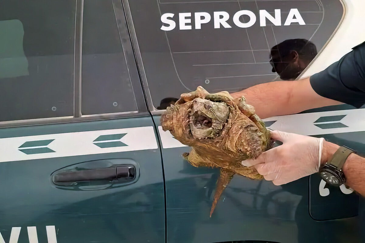 Alligator Snapping Turtle Seized in Spain: What You Need to Know