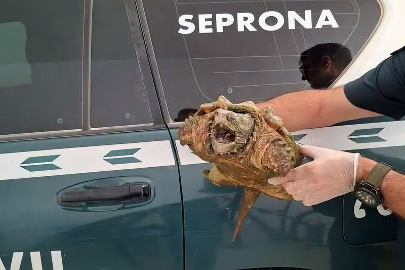 Alligator Snapping Turtle Seized in Spain: What You Need to Know