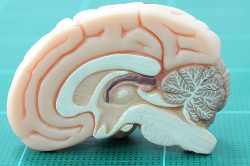 Childhood Trauma and Adult Anhedonia: How the Brain Changes