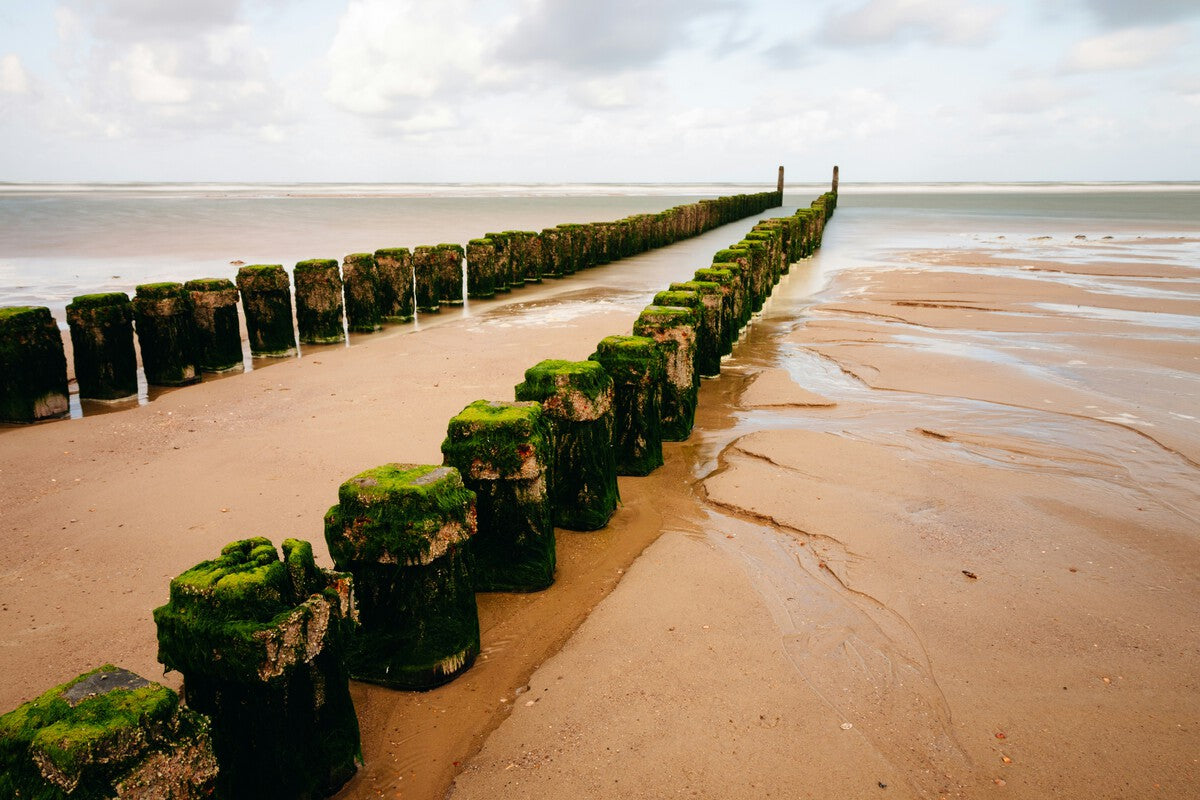 How Frisian Salt Marsh Became a Storm Defense Experiment