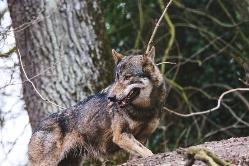 Galician Village Learns to Live With Wolves as Stray Dogs