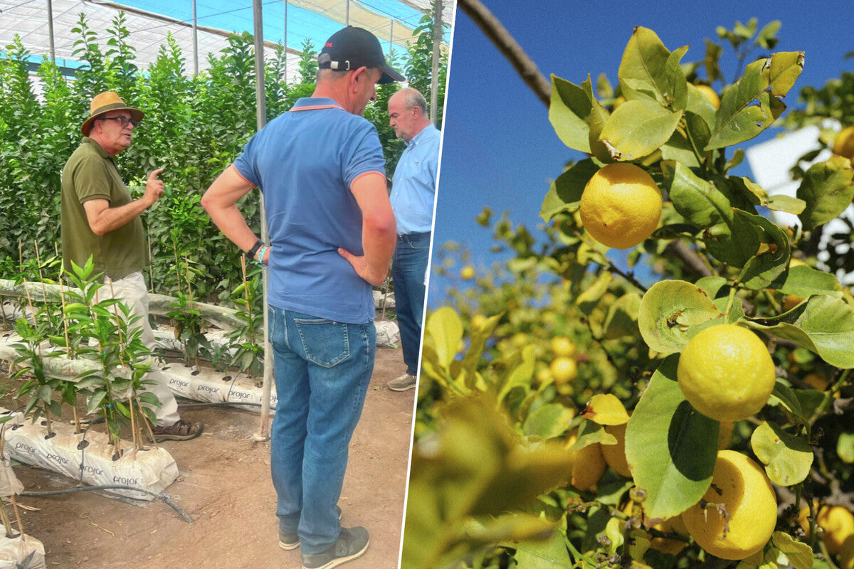 Lemon Tree Virus Crisis in Spain Threatens Citrus Industry