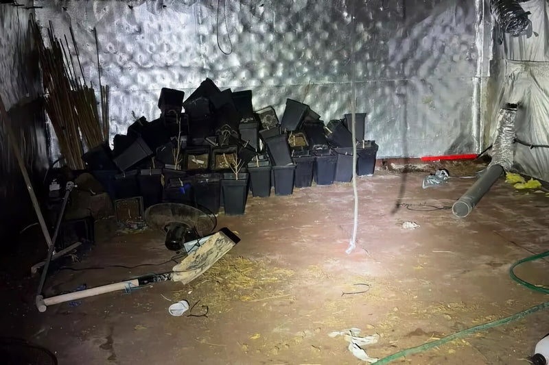 Homebuyers Find Hidden Marijuana Grow Room in Spanish House