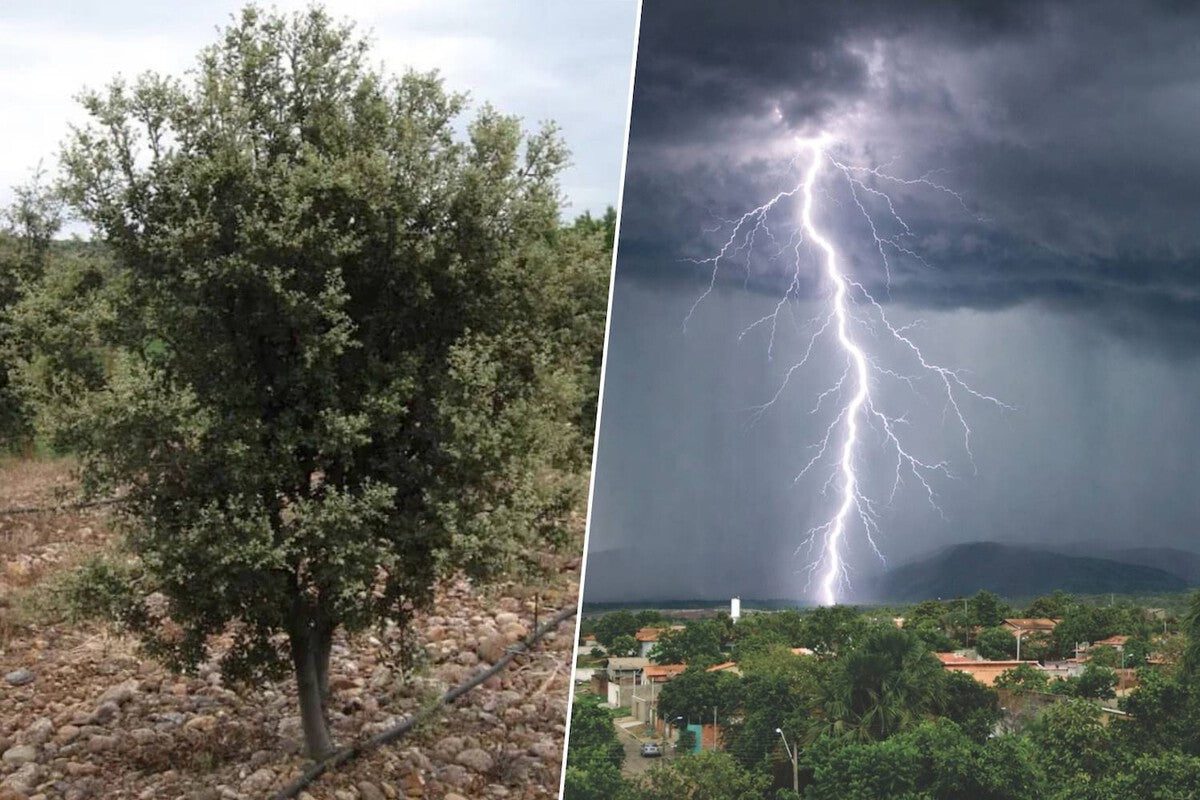 Black Truffle Oak Forests Protect Valencia From Extreme Storms