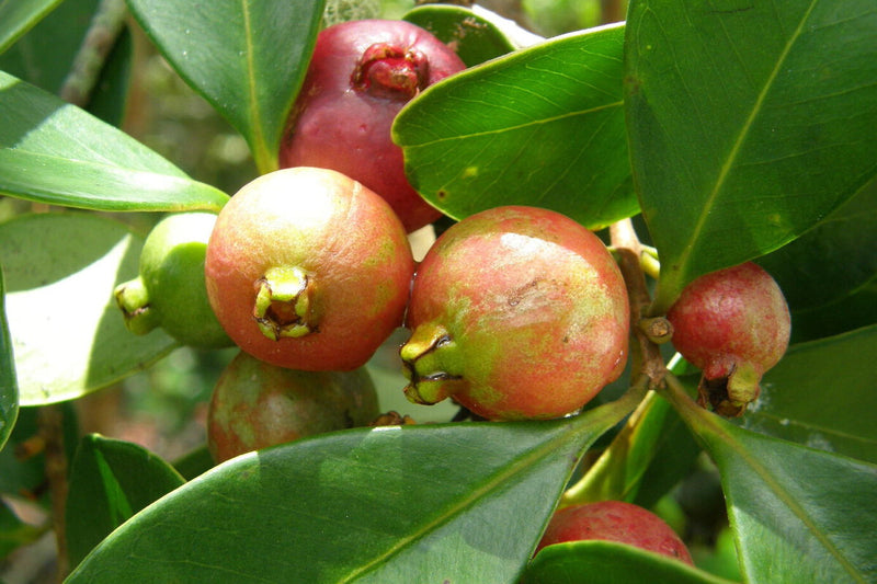 Strawberry Guava: From 1825 Food Crop to Invasive Threat in Hawaii