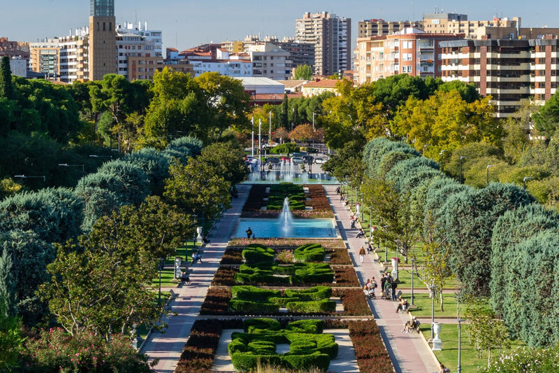 Urban Trees Under Threat: Why Cities Are Cutting Them