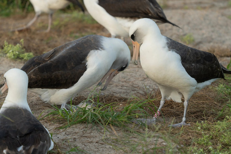 Wisdom the Albatross: 75-Year-Old Bird Still Breeding
