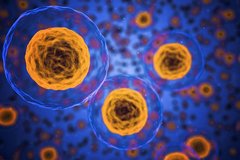 Zombie Cells and Aging: How Scientists Plan to Eliminate Them