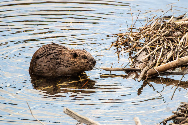 Beavers Build Dam in Czech Republic, Saving $1.2M Project