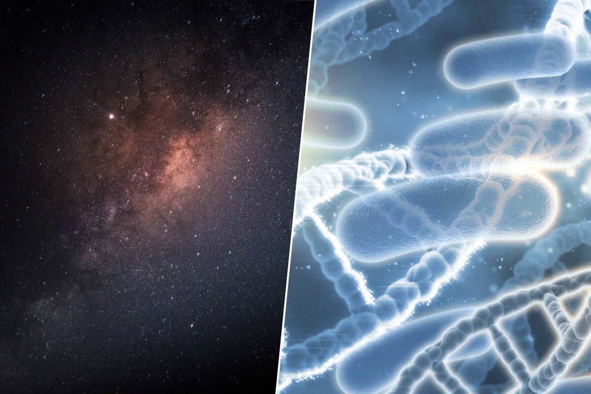 Extraterrestrial Life Discovery: Three Political Scenarios